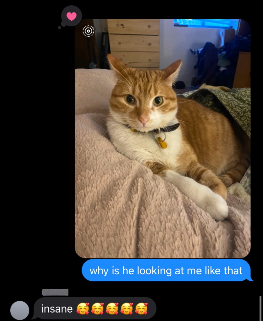 wormthecat's tweet photo. https://t.co/ZTDBqMYE17