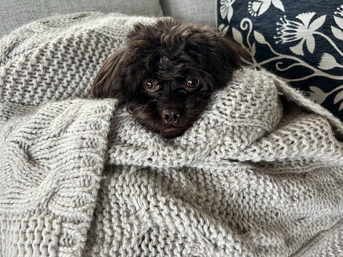 Why work in <a href="/NSSD112/">North Shore SD 112</a>? Here we care about our staff, Ss, community, and our dogs. Checkout the #dogsof112leads and meet our adorable pups! Learn more about us at careers.nssd112.org
#112Leads