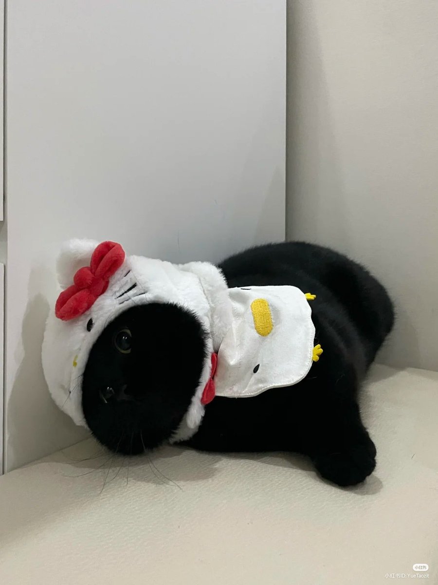 lovesickdoe's tweet photo. cat with hello kitty hat https://t.co/OfoM7Hmbtk