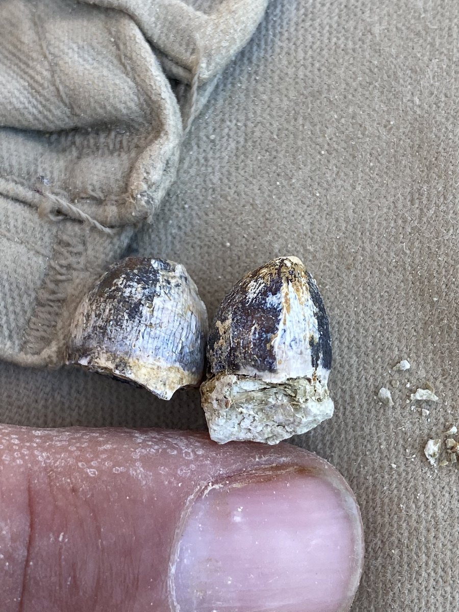 BlochLab's tweet photo. Today in the DR we focused on a very productive thin layer and found many well preserved late Miocene fossils! These include a few low-crowned croc teeth that are notably NOT gharial and may be something new. Hoping to find more tomorrow! @FloridaMuseum @UFexplore #CrocsRule https://t.co/NNzervKNg6