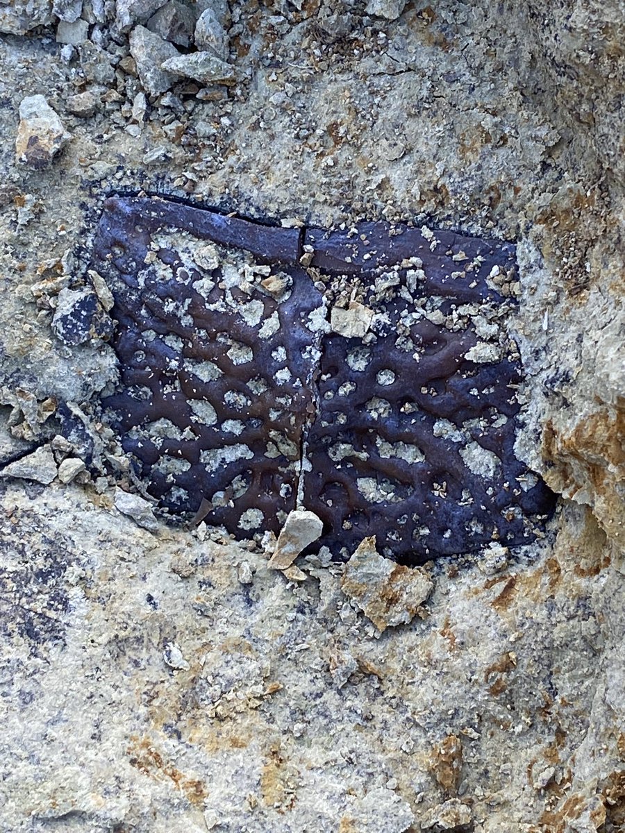 BlochLab's tweet photo. Today in the DR we focused on a very productive thin layer and found many well preserved late Miocene fossils! These include a few low-crowned croc teeth that are notably NOT gharial and may be something new. Hoping to find more tomorrow! @FloridaMuseum @UFexplore #CrocsRule https://t.co/NNzervKNg6