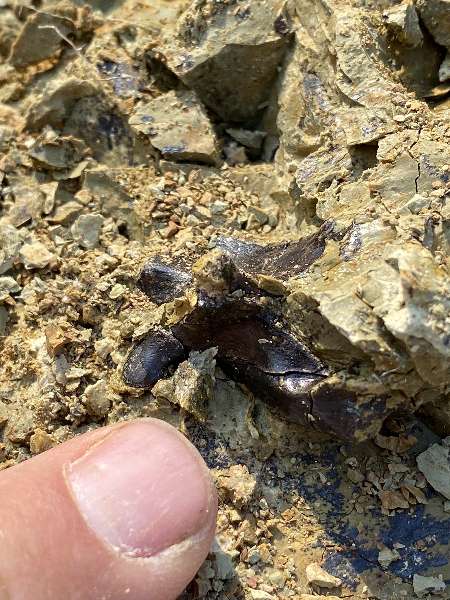 BlochLab's tweet photo. Today in the DR we focused on a very productive thin layer and found many well preserved late Miocene fossils! These include a few low-crowned croc teeth that are notably NOT gharial and may be something new. Hoping to find more tomorrow! @FloridaMuseum @UFexplore #CrocsRule https://t.co/NNzervKNg6