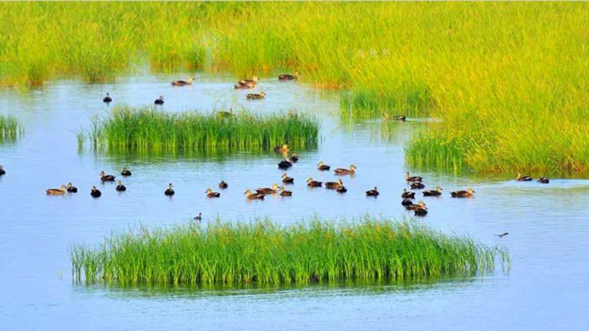 LiaochengD's tweet photo. How beautiful the #Jindi River is! In the early spring, what meets the eye is all green. Flocks of egrets fly in circles or dive for food, outlining a charming poetic beauty. #Liaocheng #Yanggu (Source: Cultural Tourism Administration of Liaocheng) https://t.co/flsTsxBV69