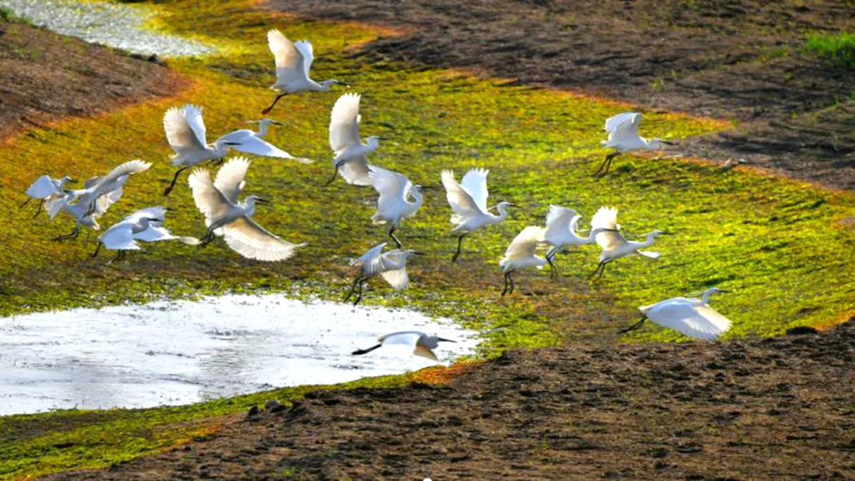 LiaochengD's tweet photo. How beautiful the #Jindi River is! In the early spring, what meets the eye is all green. Flocks of egrets fly in circles or dive for food, outlining a charming poetic beauty. #Liaocheng #Yanggu (Source: Cultural Tourism Administration of Liaocheng) https://t.co/flsTsxBV69