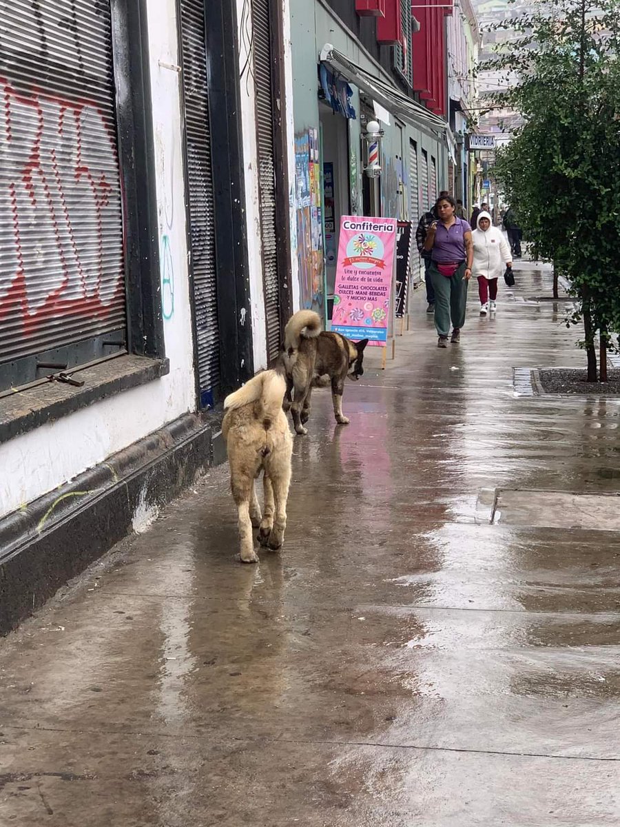 SnoopyRossental's tweet photo. Q le pasa a la gente?? Perros de raza abandonados en la calle ! Pastores, Akitas, Poodle y un largo etc. 
Ya córtenla!! 🤬
#NoAlMaltratoAnimal 
#NoAlAbandono https://t.co/3DPvYW8x5I