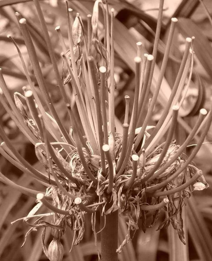 ARCreativeBoom's tweet photo. Caminando por Bogotá #photoday #sepia #Flowers #nature #photocity https://t.co/GS9tlaCLgf
