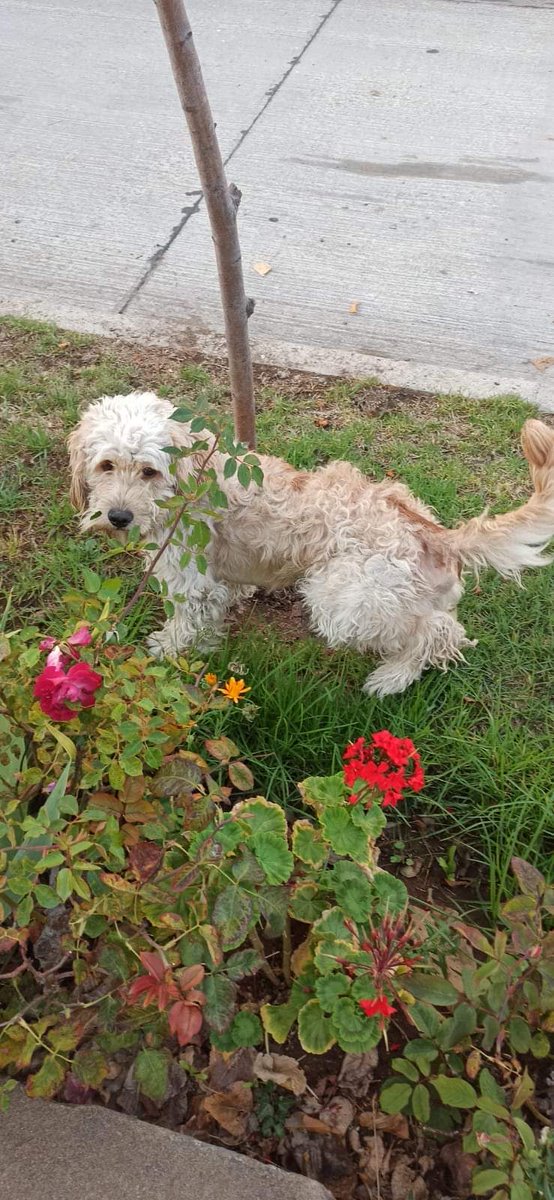 SnoopyRossental's tweet photo. Q le pasa a la gente?? Perros de raza abandonados en la calle ! Pastores, Akitas, Poodle y un largo etc. 
Ya córtenla!! 🤬
#NoAlMaltratoAnimal 
#NoAlAbandono https://t.co/3DPvYW8x5I