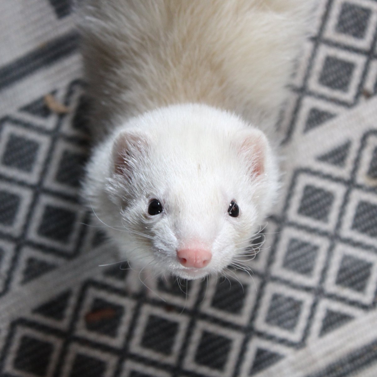 Miami Animal Rescue (@miaanimalrescue) on Twitter photo 