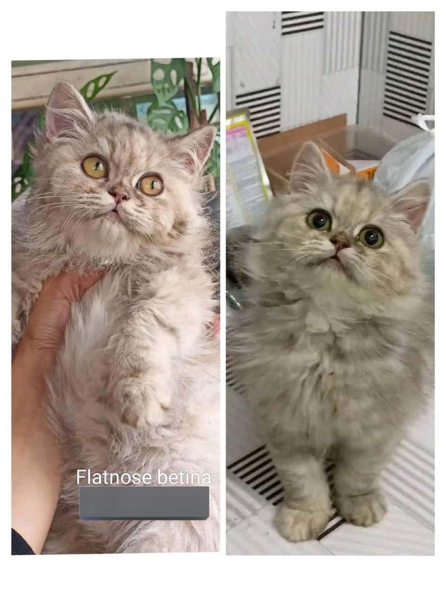 babookoceng's tweet image. Lucu bgt ngga si guysss 🥹 #adopsikucing