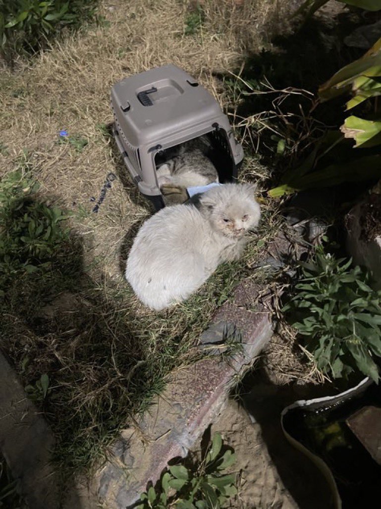 Cat people 🐈 tweet media