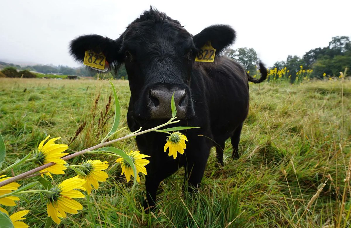 Bee Girl tweet media