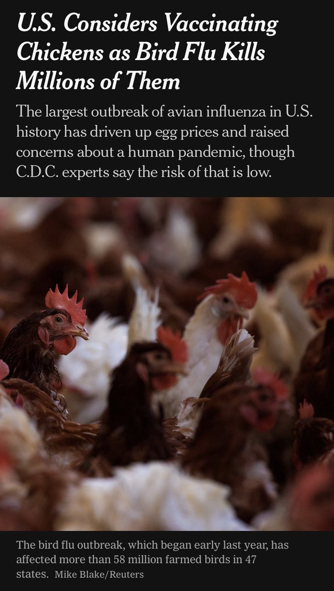 Here come the #chickenantivaxers.