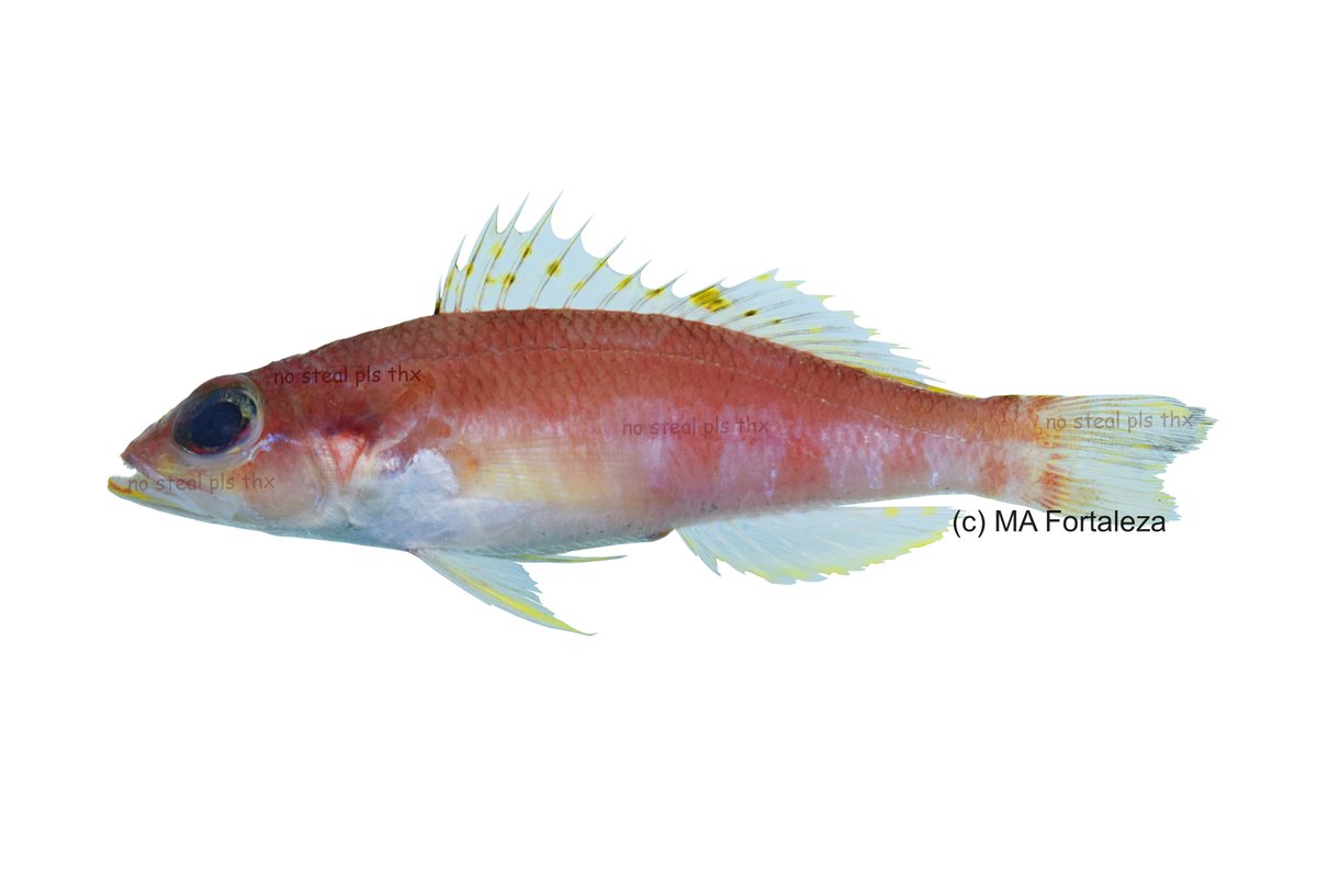 isdatmaybs's tweet photo. Chelidoperca santosi, Pogi perchlet collected in Davao. This species is named after Doc @mudjiesantos https://t.co/lKFz2qY1uU