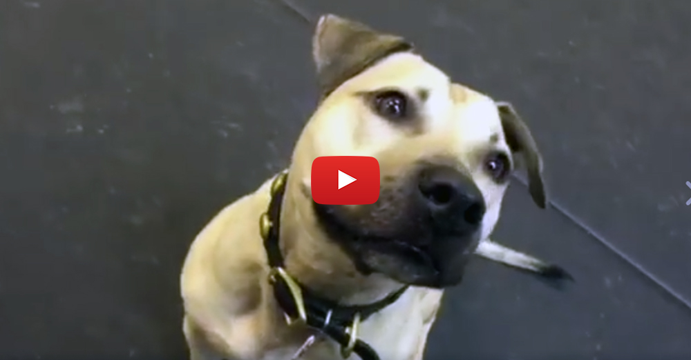 Entirely Pets tweet media