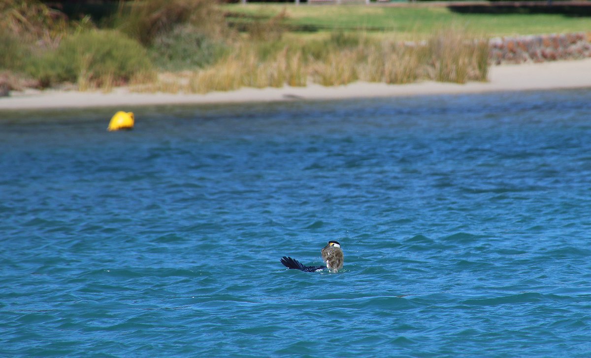 DWER_WA's tweet photo. Our #WaterQuality monitoring team spied cormorants catching marine fish in Augusta’s #HardyInlet. 🐟

In summer, low river flows mean that we see marine water and fish like this flounder and whiting push further up the #WAestuaries. More: https://t.co/QRQVONn78N

 #DWERatWork https://t.co/vORL6VUtdJ