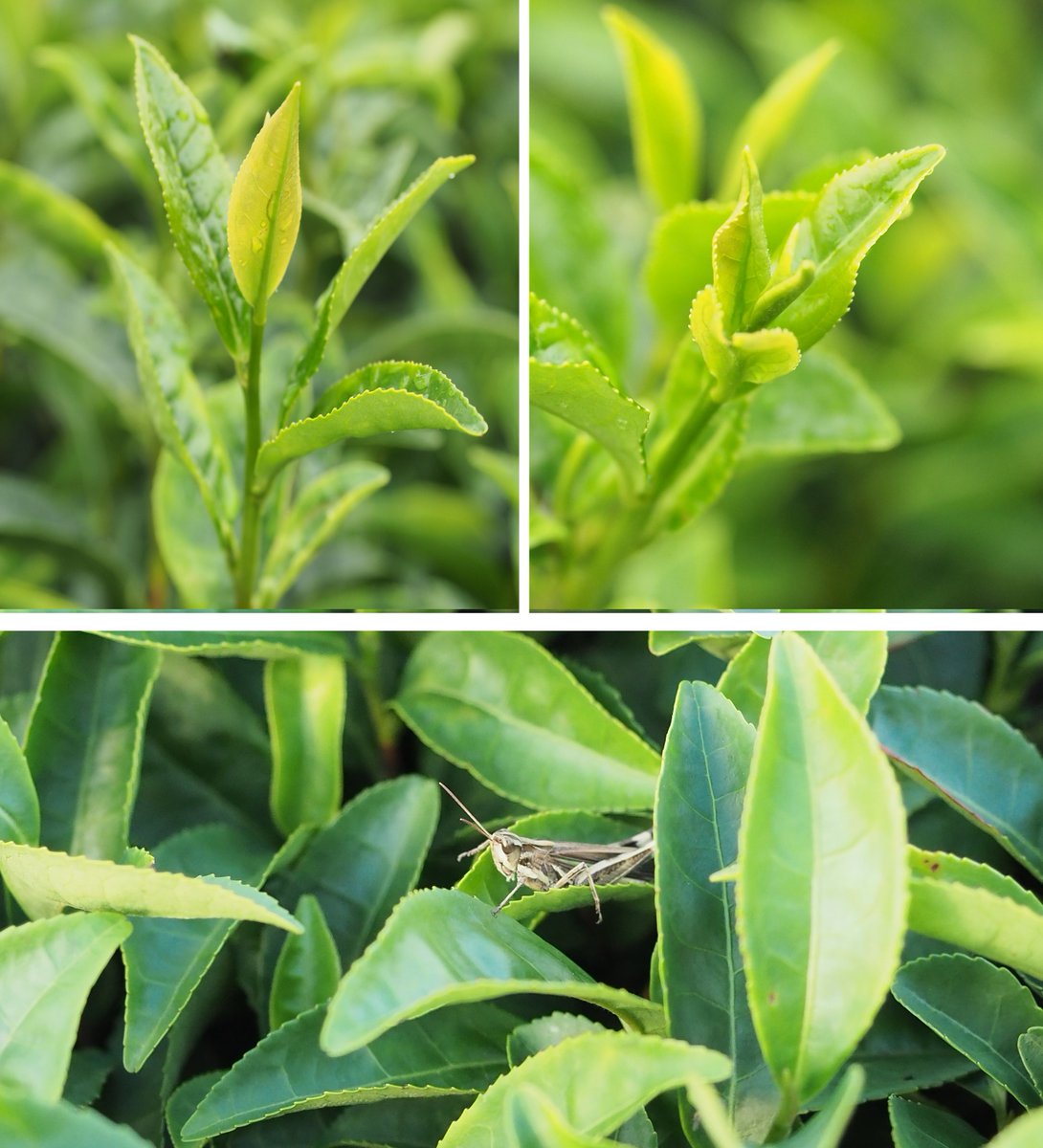 Japan Greentea Co.,Ltd. (Japanese Matcha) (@japanmatchatea) / Posts / X