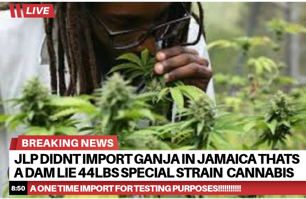 duttylaborite's tweet photo. SO @JamaicaPNP LEAD PEOPLE DOWN A ROAD AGAIN OF #DAMLIES WHEN ALL A DEM KNOW ONLY 44 LBS OF CANNABIS WAS IMPORTED IN FOR #TESTING HOW UNO SO #DAMLIE REALLY PNP AND TO THINK THAT SOME EDUCATED PEOPLE RUN WITH THE DAM LIE TOO IS WHAT IS SHOCKING https://t.co/YRtF49QCXh