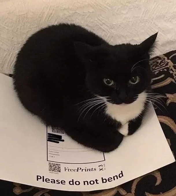 DontShowYourCat's tweet photo. pure malice https://t.co/KHRJKH3LDU
