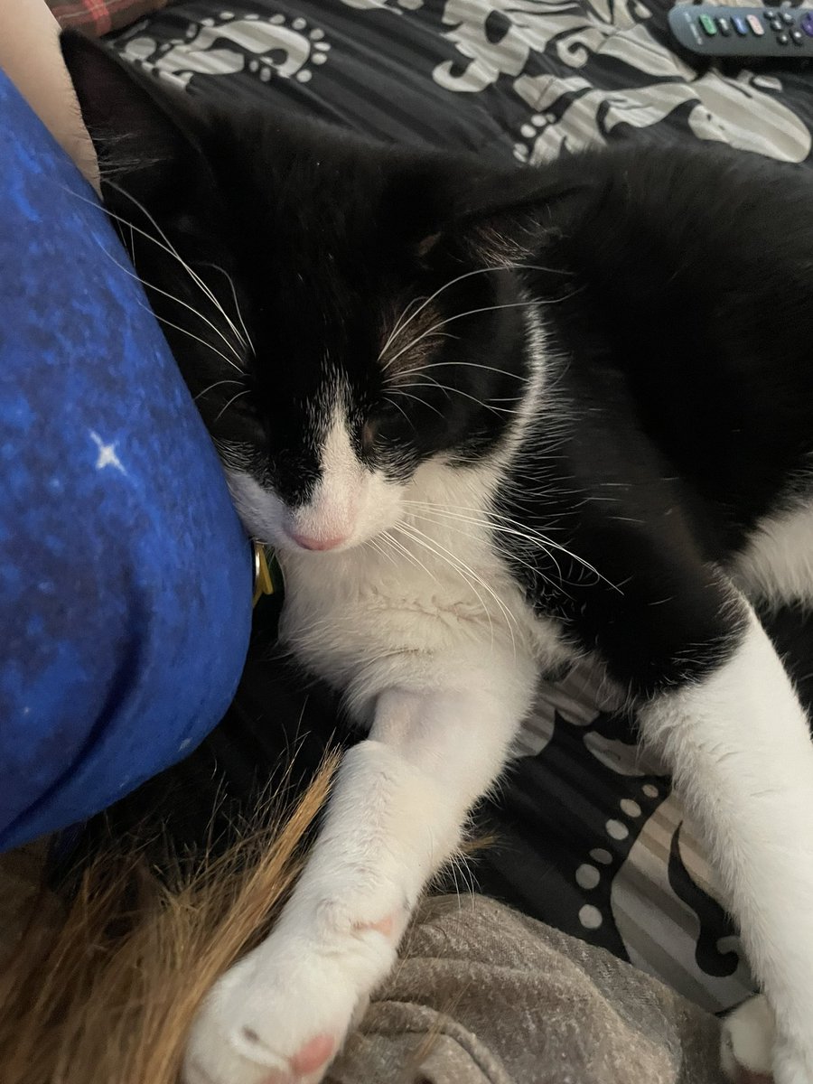 SavStan's tweet photo. @smallspades WAIT I HAVE A CAT NOW I CAN SEND CAT PICS (I’m sorry he’s a very angry looking cat) https://t.co/gpsN7eQa27