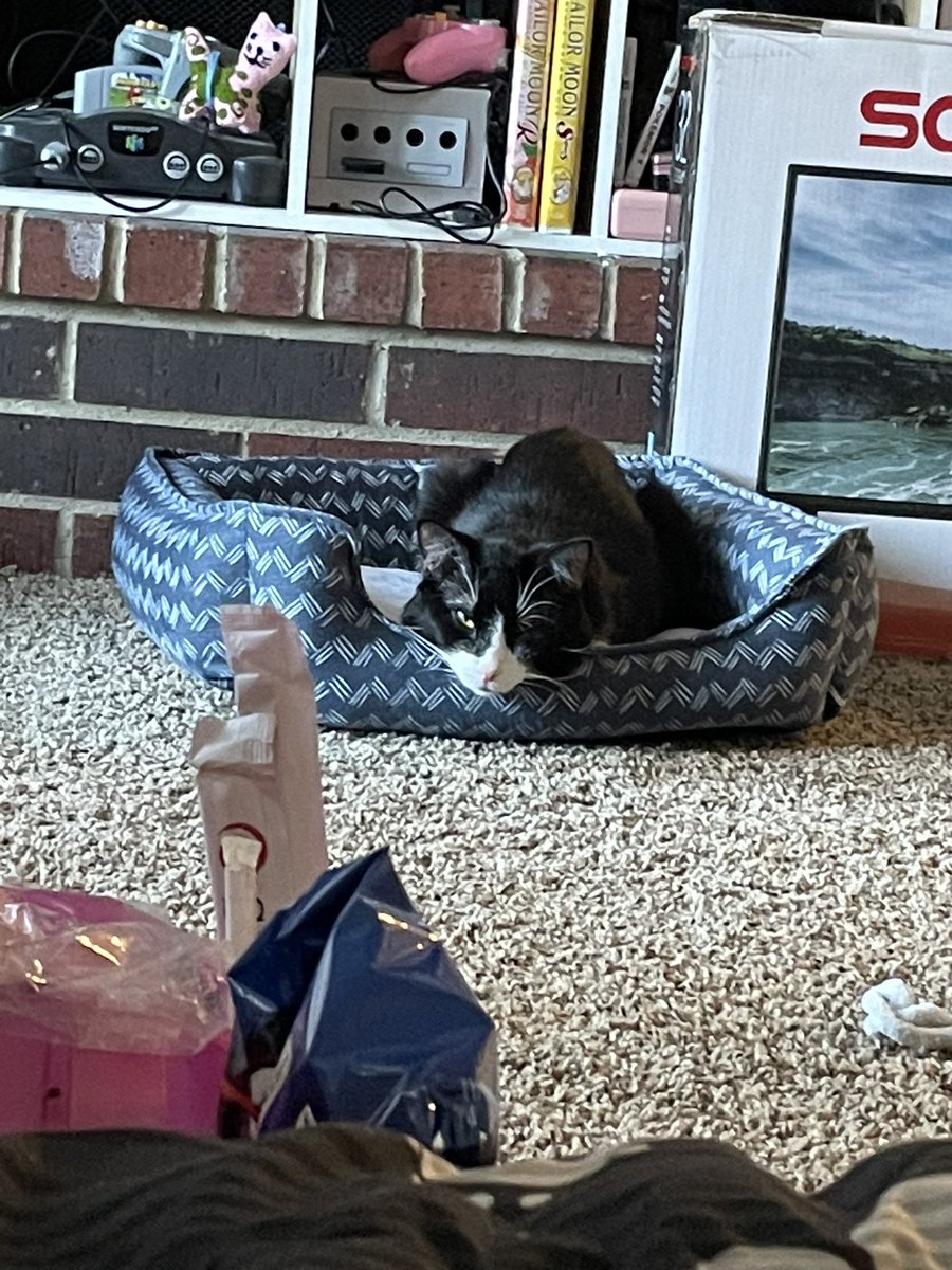 SavStan's tweet photo. @smallspades WAIT I HAVE A CAT NOW I CAN SEND CAT PICS (I’m sorry he’s a very angry looking cat) https://t.co/gpsN7eQa27