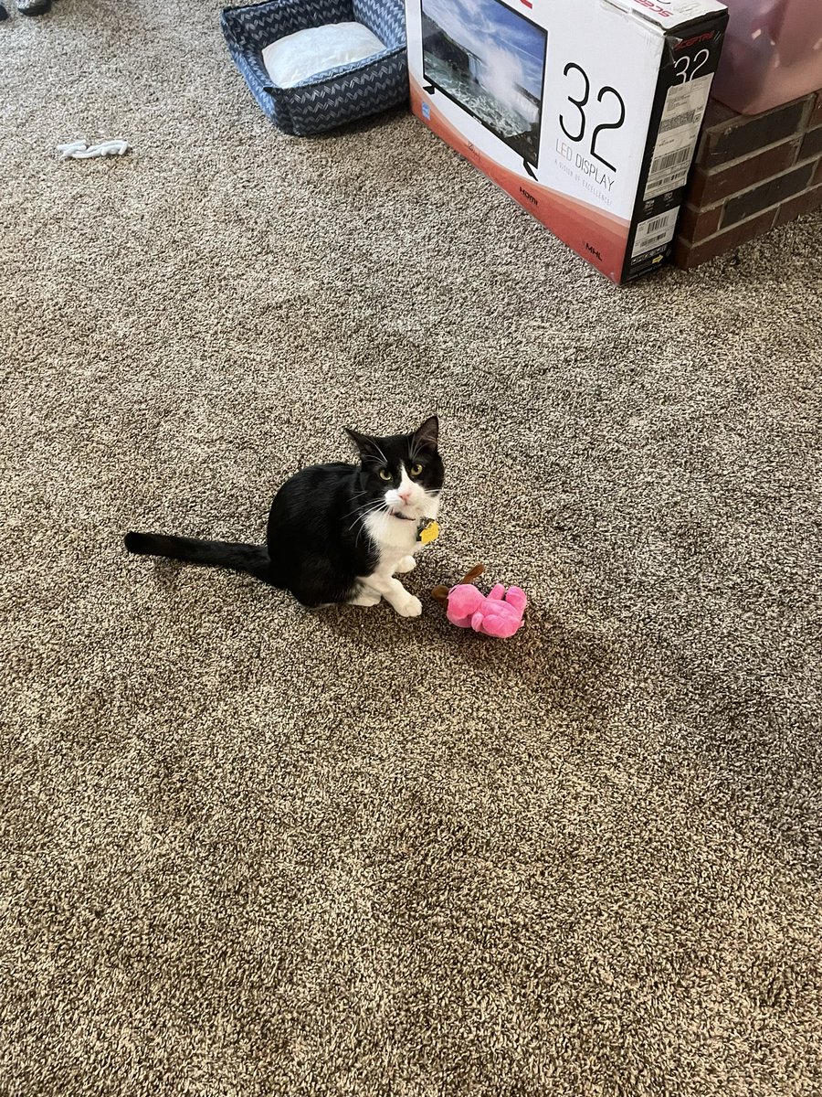 SavStan's tweet photo. @smallspades WAIT I HAVE A CAT NOW I CAN SEND CAT PICS (I’m sorry he’s a very angry looking cat) https://t.co/gpsN7eQa27