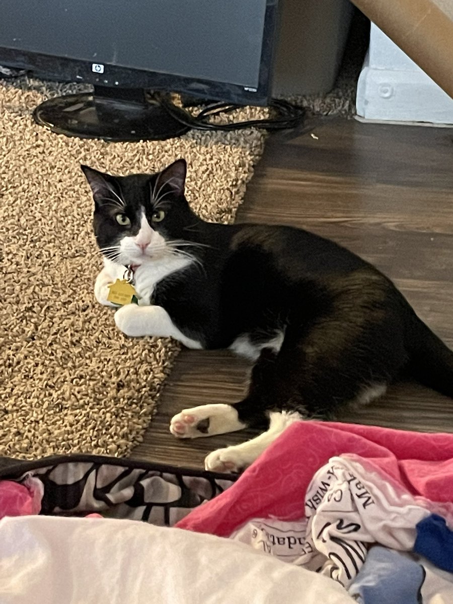 SavStan's tweet photo. @smallspades WAIT I HAVE A CAT NOW I CAN SEND CAT PICS (I’m sorry he’s a very angry looking cat) https://t.co/gpsN7eQa27