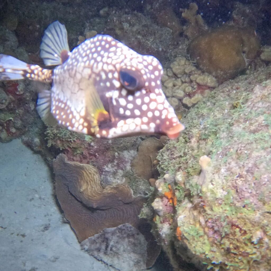 TinaHinNH's tweet image. Caught this guy #flirting with me.  #fishlips get me every time.  #diving #scubadiving #carribean #realtorlife #nhrealestate #dutchantilles instagr.am/p/CpeHCcVN81B/