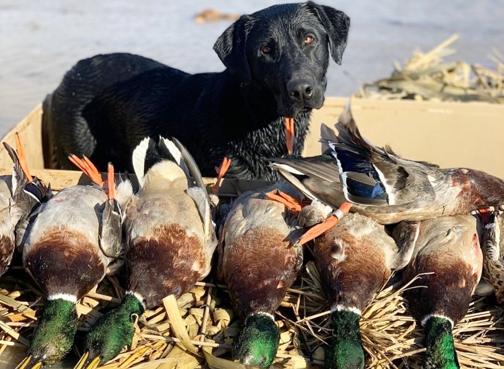 Trips4Trade tweet media