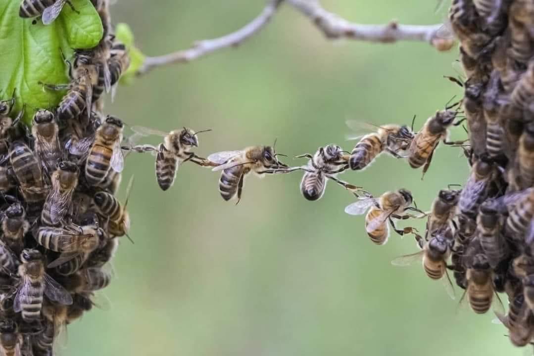 LorenaMHurtado's tweet photo. Así es como trabajan estas hermosas obreras, para construir un panal, unen sus piernas formando una cadena con vida, se la llama: festoon

📷 Vía FB El Astrocito https://t.co/64YGsS0KPT