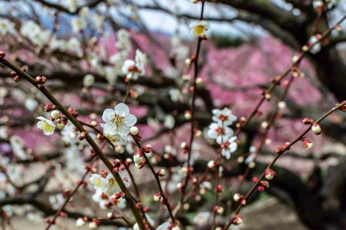 梅〜

#カメ活 
#nikon #nikond3100 
#ファインダー越しの私の世界 
#梅 #鈴鹿の森庭園 
#満開かと思ったら #満月やった 
#いろんな品種あったけど 
#正直違いわからん 
#どうでもええけど 
#お腹空いた 
#あと 
#ハッシュタグで喋るな