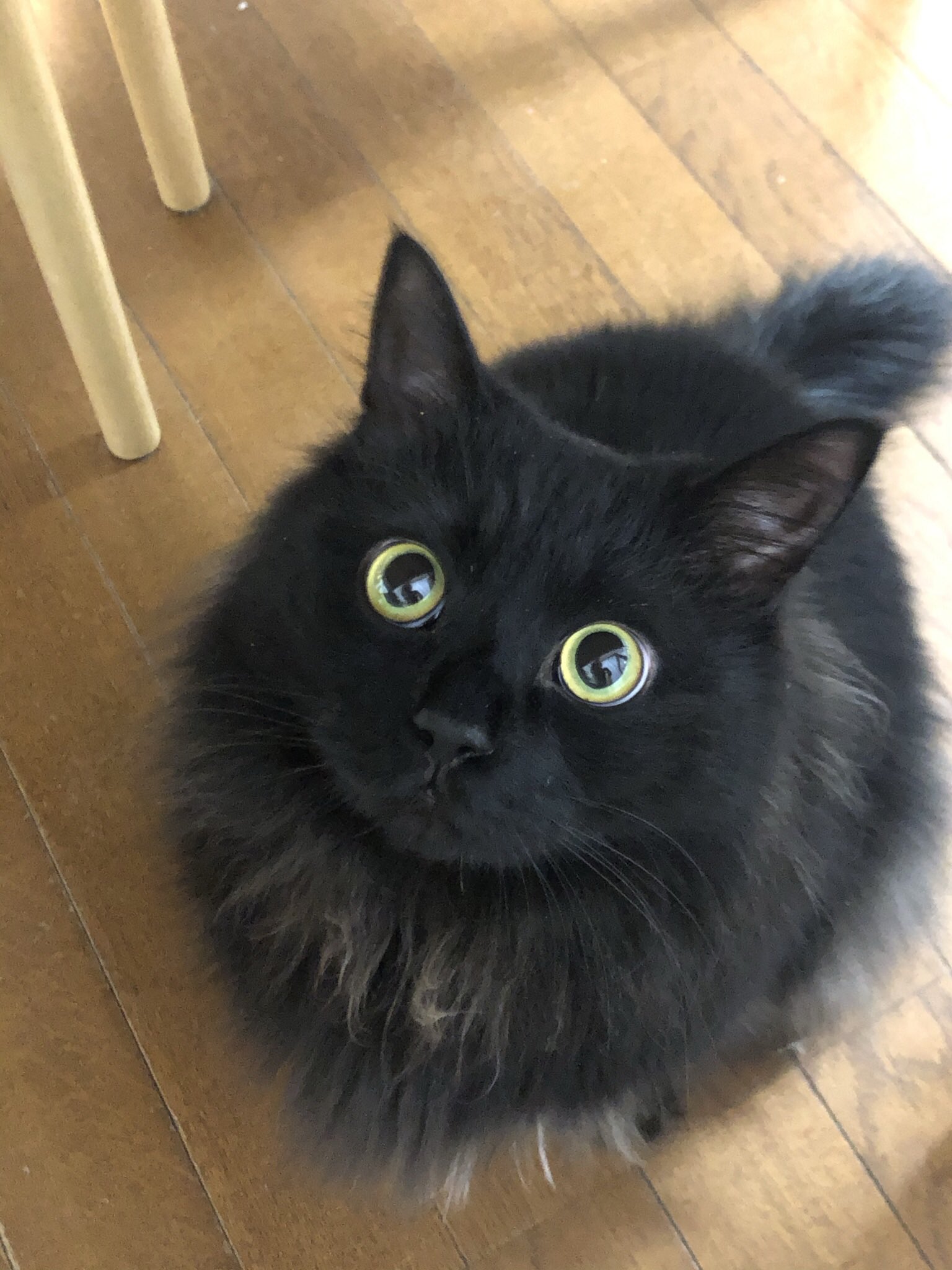 ♡黒猫( ΦωΦ )♡とまとめ ♡黒猫( ΦωΦ )♡とまとめ 3Z9FxwA8_200x200.jpg