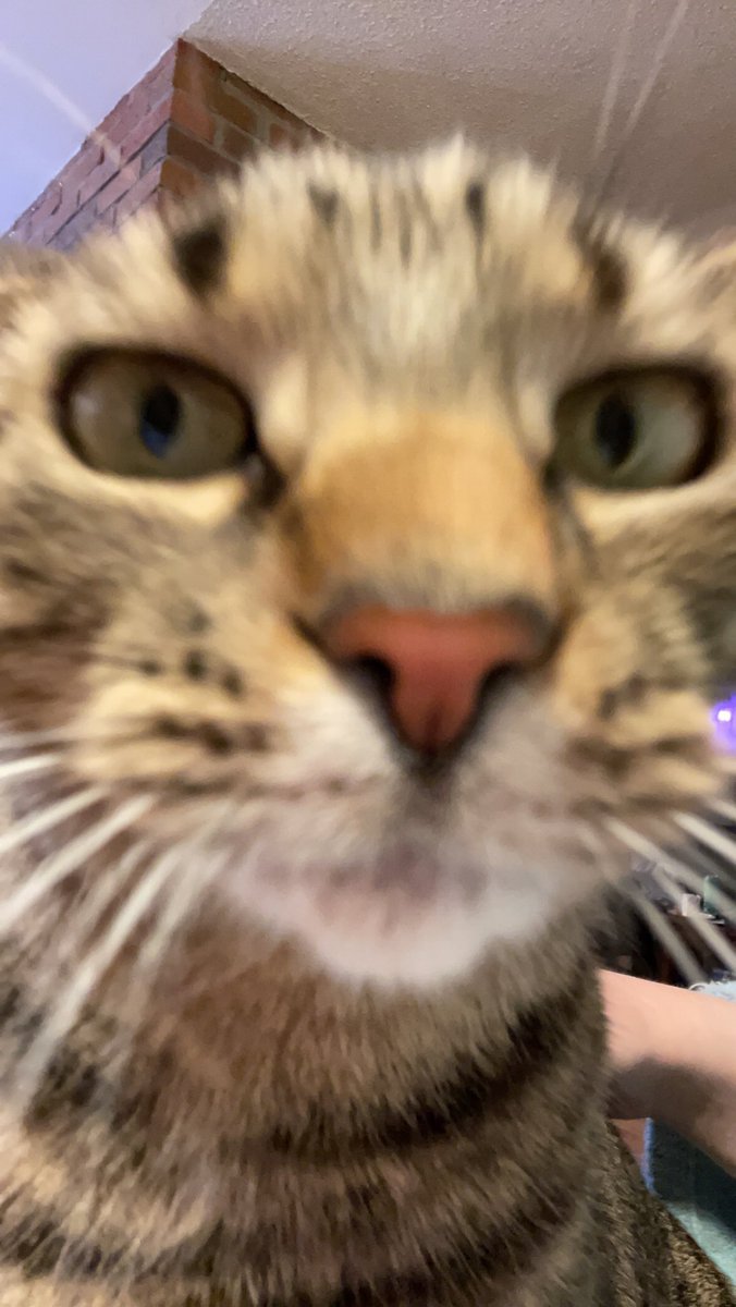 sniffalt's tweet photo. Me: I LOVE MY CAT SM SHES SO CUTE AND SWEET, SHE IS JUST A BABY 

The cat: https://t.co/Pao5WfV2Mm
