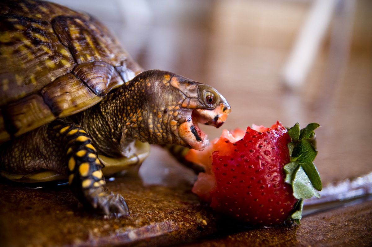 JoelKatz's tweet photo. I hope one day you find someone who makes you as happy as this strawberry makes this turtle. https://t.co/AFgeuimqDL
