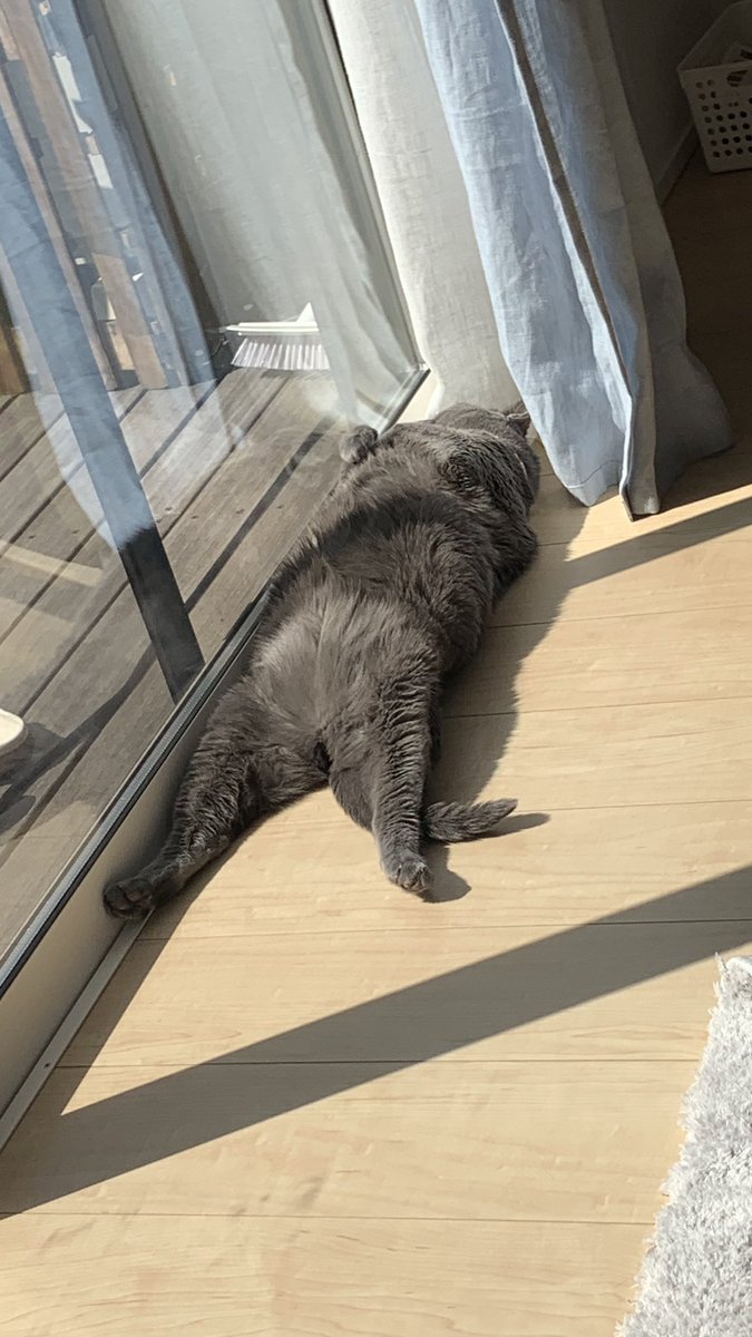 temikoneko's tweet photo. うちの猫これ。肛門日光浴してると思うの。

#肛門浴 #肛門日光浴 #ロシアンブルー https://t.co/f4bV9nhywu