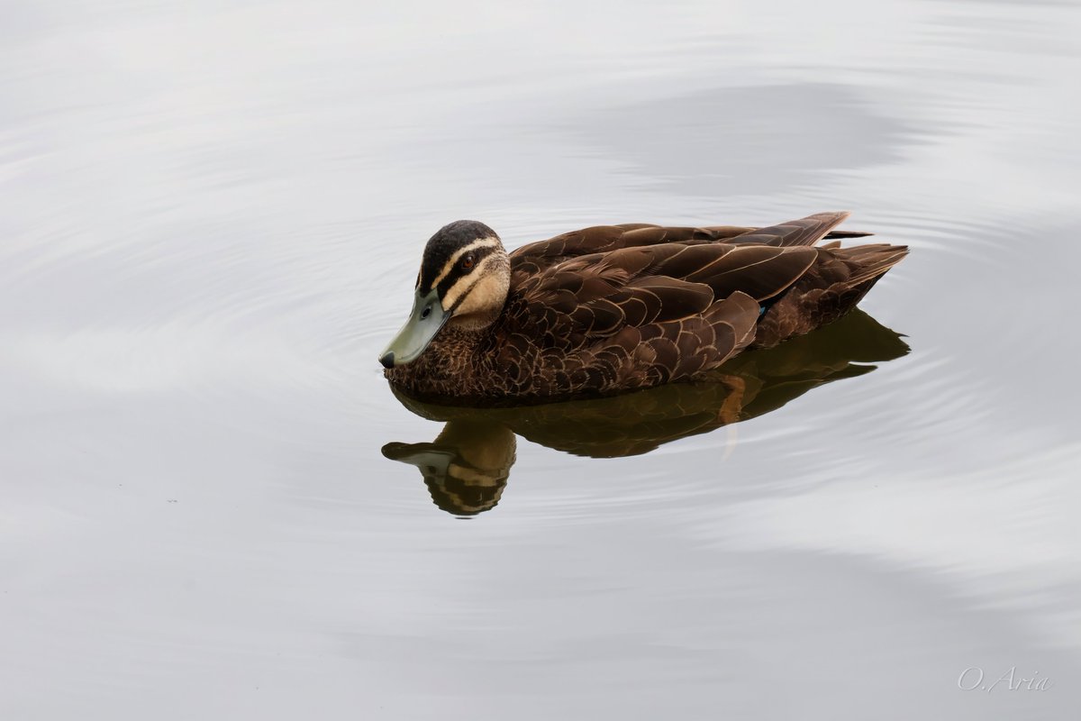 Gentrifyer's tweet photo. Pacific black duck.

Astonishing shot on my canon R5 : 100-400 Rf lens 

#DuckSeason #birdphotography #cabinetreshuffle https://t.co/6CIcFO0DuP