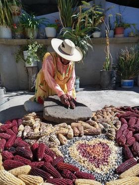 _SemillasdeVida's tweet photo. Ella es Isabel Martínez Sánchez  tiene 92 años. 
Es originaria de San Bartolo del llano municipio de Ixtlahuaca Estado de México 
Todas las mazorcas y maíz que tiene es criollo 🌽💛🇲🇽 https://t.co/eM1yuDQ9G8