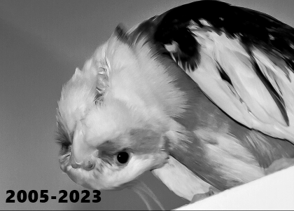 ENW_Arts's tweet photo. Yesterday I said goodbye to my first feathered friend in my life,a cockatiel named Maks(Max). He lived 18 years. His mate dies 3 years ago and after it he felt worse. He changed my life, he changed everything. I found my passions with him, I grew up with him... Farawell bud. 🖤❤️ https://t.co/gkk2BtD56a