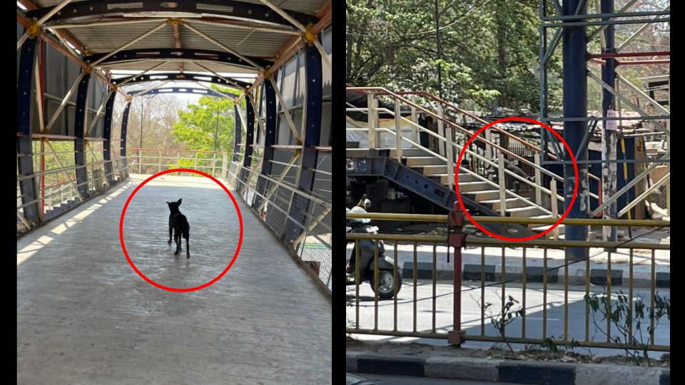 [The OG dog who knows how its done]

Living on the busy Old Airport Road in Domlur/Indiranagar area in Bangalore, on my daily walk, I use the pedestrian bridge to cross the road. 

As I climbed the flight of stairs up the bridge yesterday, I was in for a treat. As soon as I