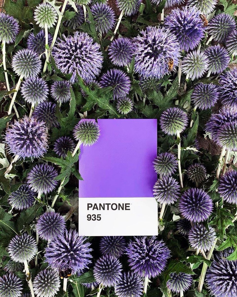 CPSGarten's tweet image. #Pantone2023 - Spring is on the way!