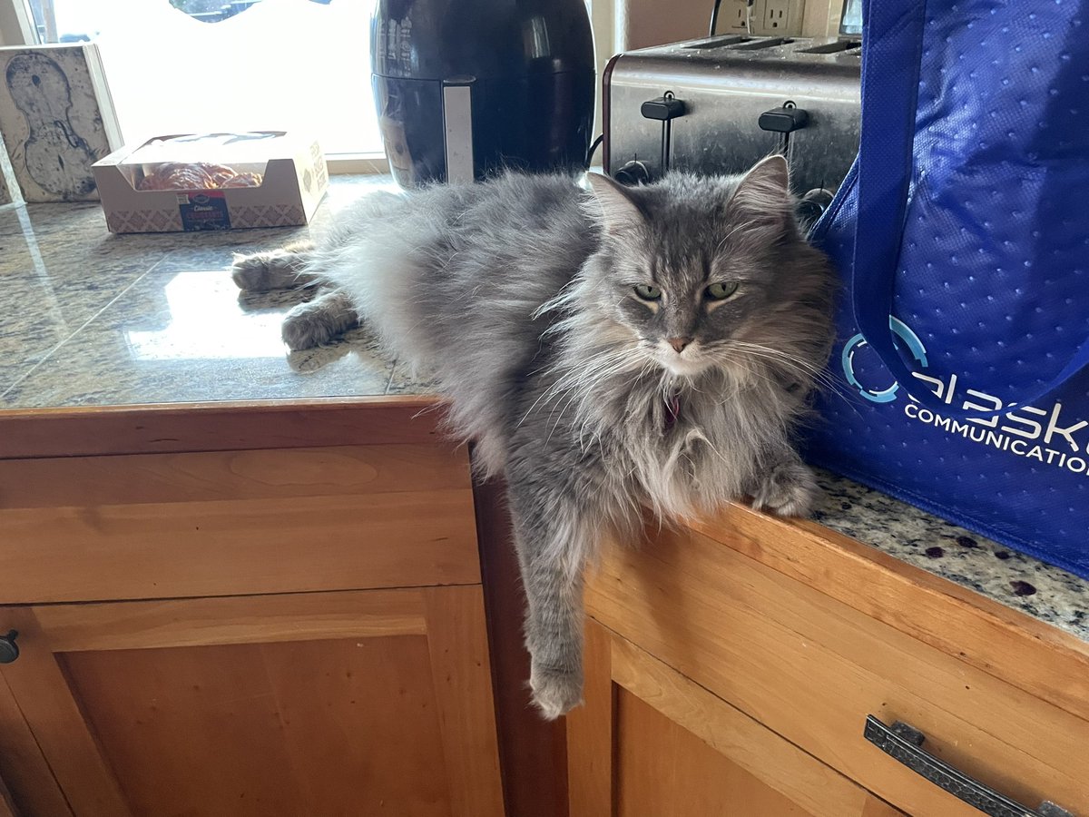 AlaskaPrimrose's tweet photo. Who else is allowed on the counter? ๐น
#CatsofTwittter #Cats https://t.co/sUlI2CZiIQ