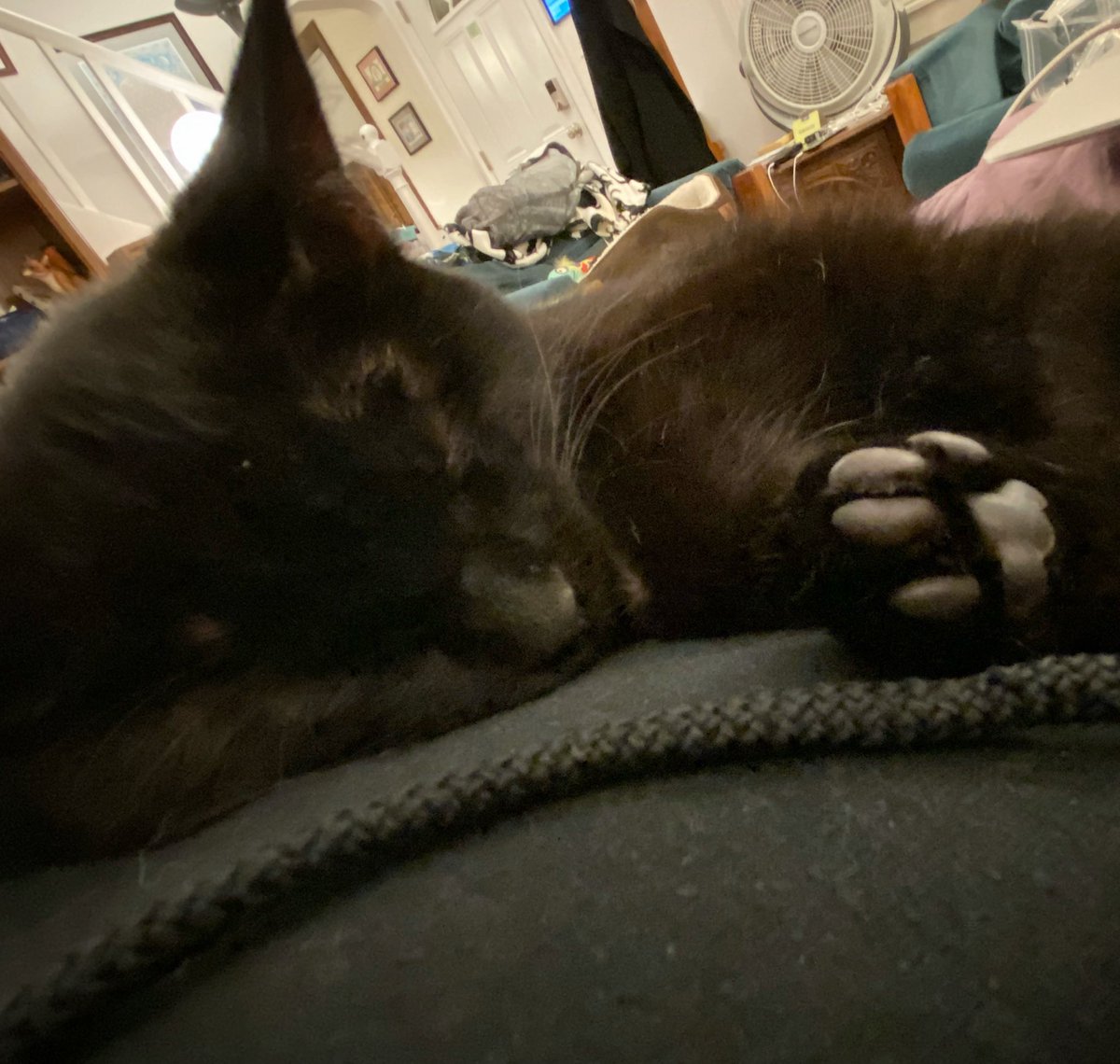 Lily is currently asleep on my chest…with the toe beans on her back foot exposed. So cute. #cats #blindcat #blackcat #cuteness #cutecat #cutecatpics