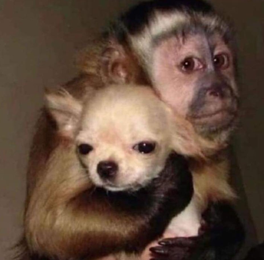 Guarromantico_'s tweet photo. Yo, con cualquier perrito que se me cruza. https://t.co/HU39UlSXep