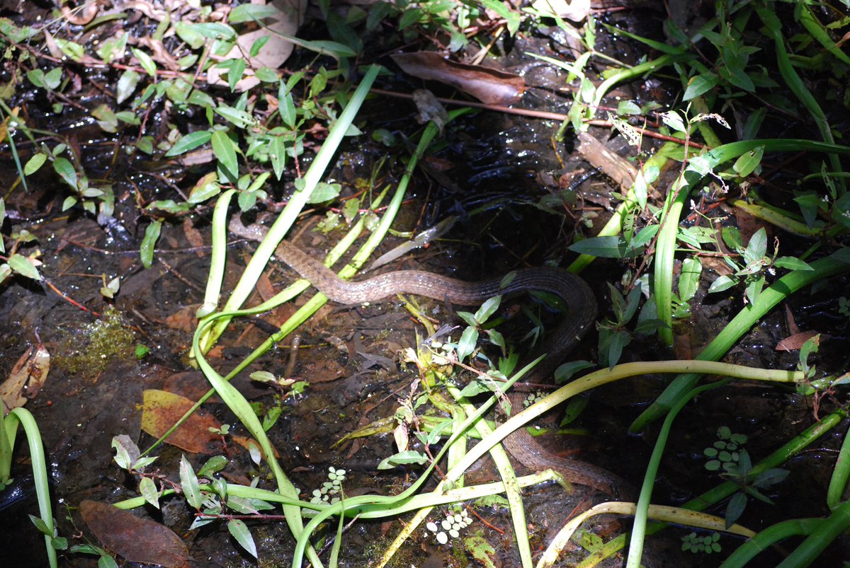 StellaBella67's tweet photo. OK, so I went for another little walk…
#Boobook #snake #williewagtail #dragonfly
(Wish the Boobook was a clear photo, but too high up for my camera. 😕) https://t.co/B1Kbo4TxT2