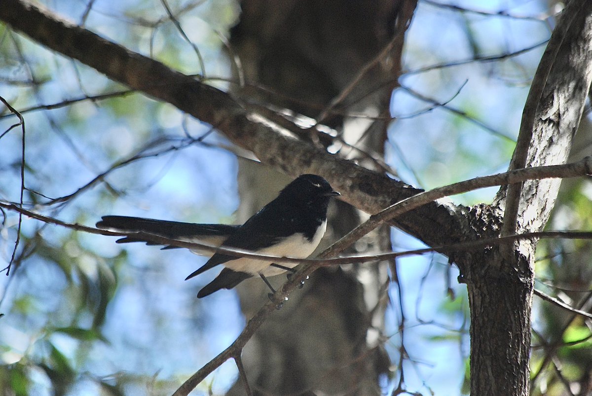 StellaBella67's tweet photo. OK, so I went for another little walk…
#Boobook #snake #williewagtail #dragonfly
(Wish the Boobook was a clear photo, but too high up for my camera. 😕) https://t.co/B1Kbo4TxT2