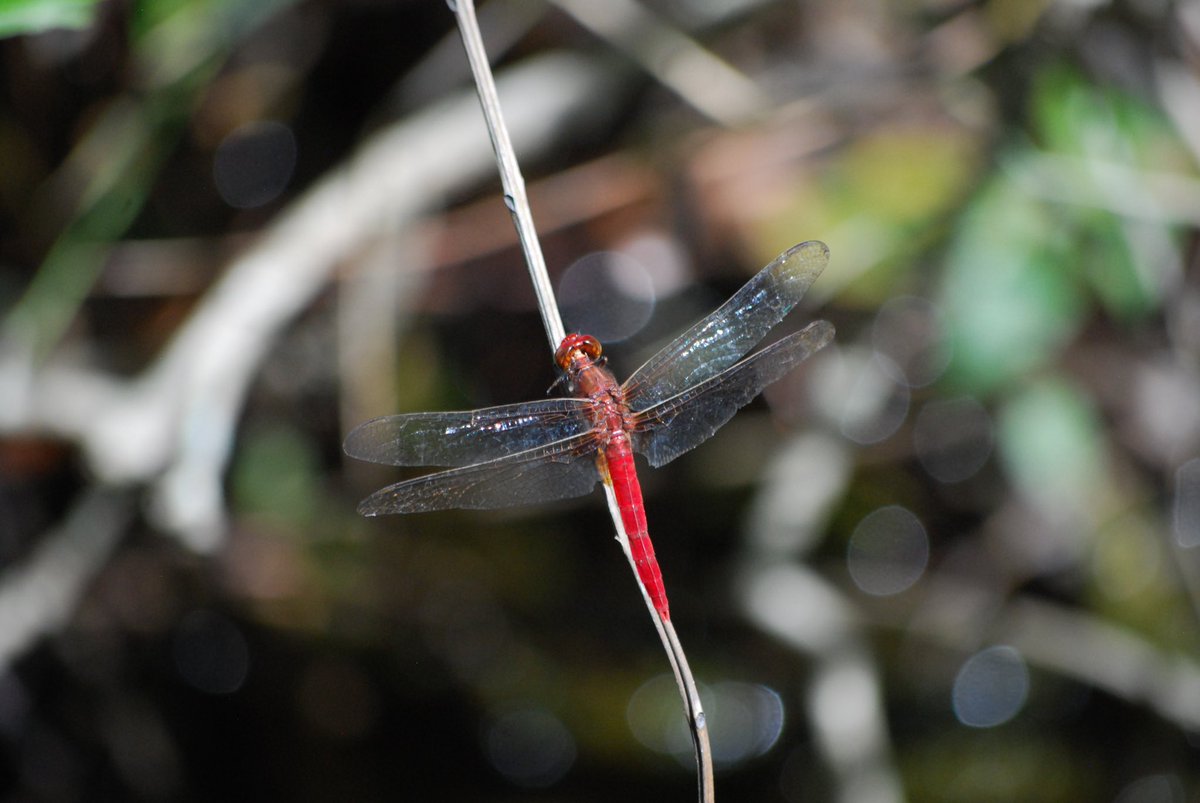 StellaBella67's tweet photo. OK, so I went for another little walk…
#Boobook #snake #williewagtail #dragonfly
(Wish the Boobook was a clear photo, but too high up for my camera. 😕) https://t.co/B1Kbo4TxT2
