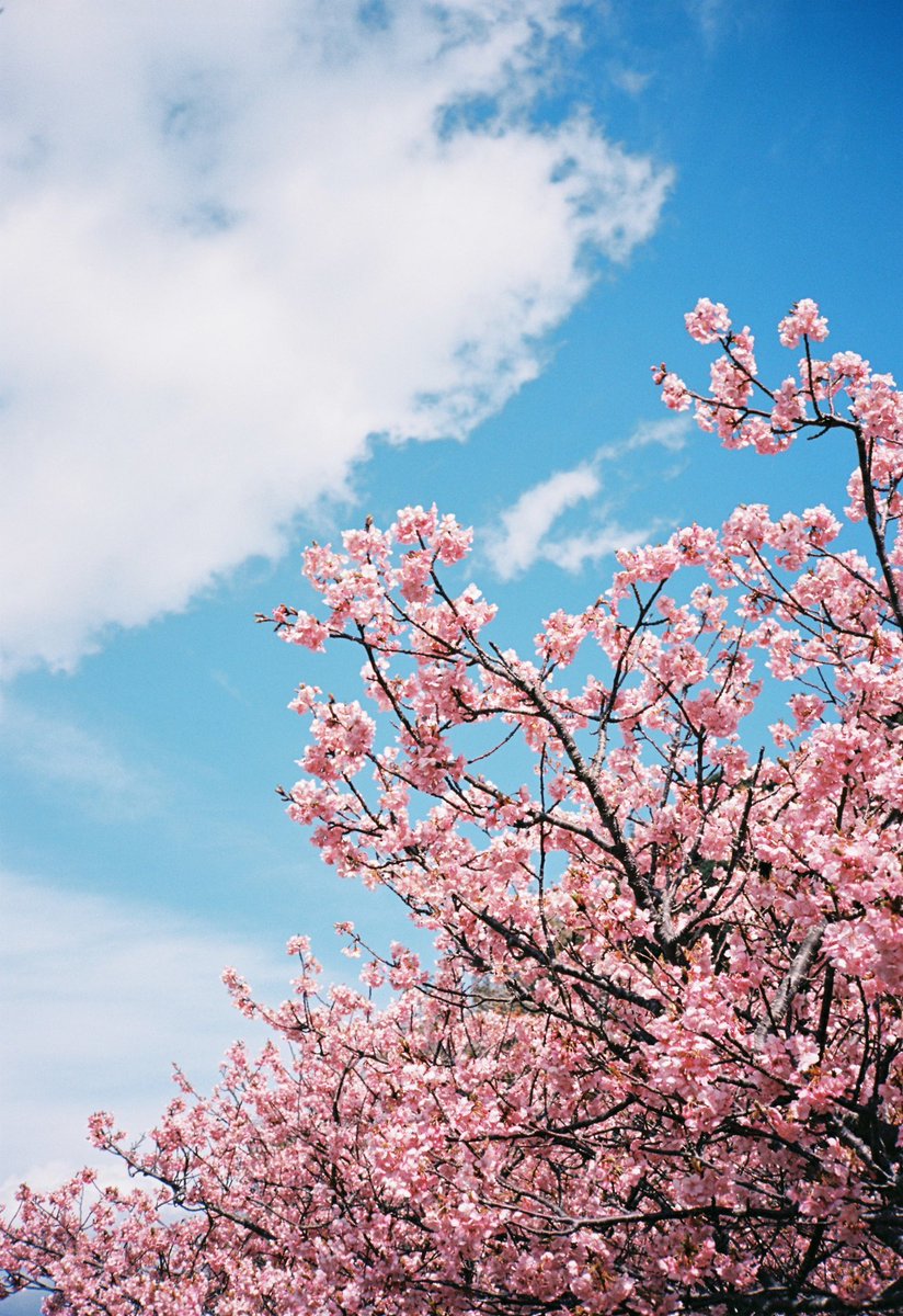 春だねぇ。

#contaxt2 #kodakektar100 #ふぃるむ寫眞 #filmphotography #河津桜 #cherryblossom