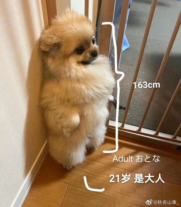 最近イラストやコラージュ画像を作ってくれる方がいて、それを見かける度にとても嬉しいです ✨ 私宛に貼ってくれたりするのですが、 見逃してしまう事が増えたので&hellip; 僭越ながら  #lilyxoxolesart を付けてくれると嬉しいです🥺♡♡<a href="/tag/lilyxoxolesart"class="tags"><span>#lilyxoxolesart</span></a>