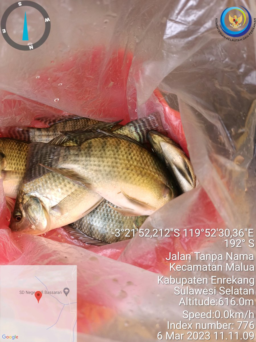 Hasmini10's tweet photo. Senin,06/02/2023, Hasmini,S.Pi.,https://t.co/TSQy6dwjyG Luhkan Kab.Enrekang. sampling pertumbuhan ikan di pokdakan makkuang desa rante Mario kec.malua,bobot 250 gram/6 ekor ikan dengan masa pemeliharaan 30 hari.
#GiatLuhkanSatminkalMaros
#luhlapor 
@BRPBAP3_Maros 
@brsdm_kp https://t.co/znvvxwYmB6