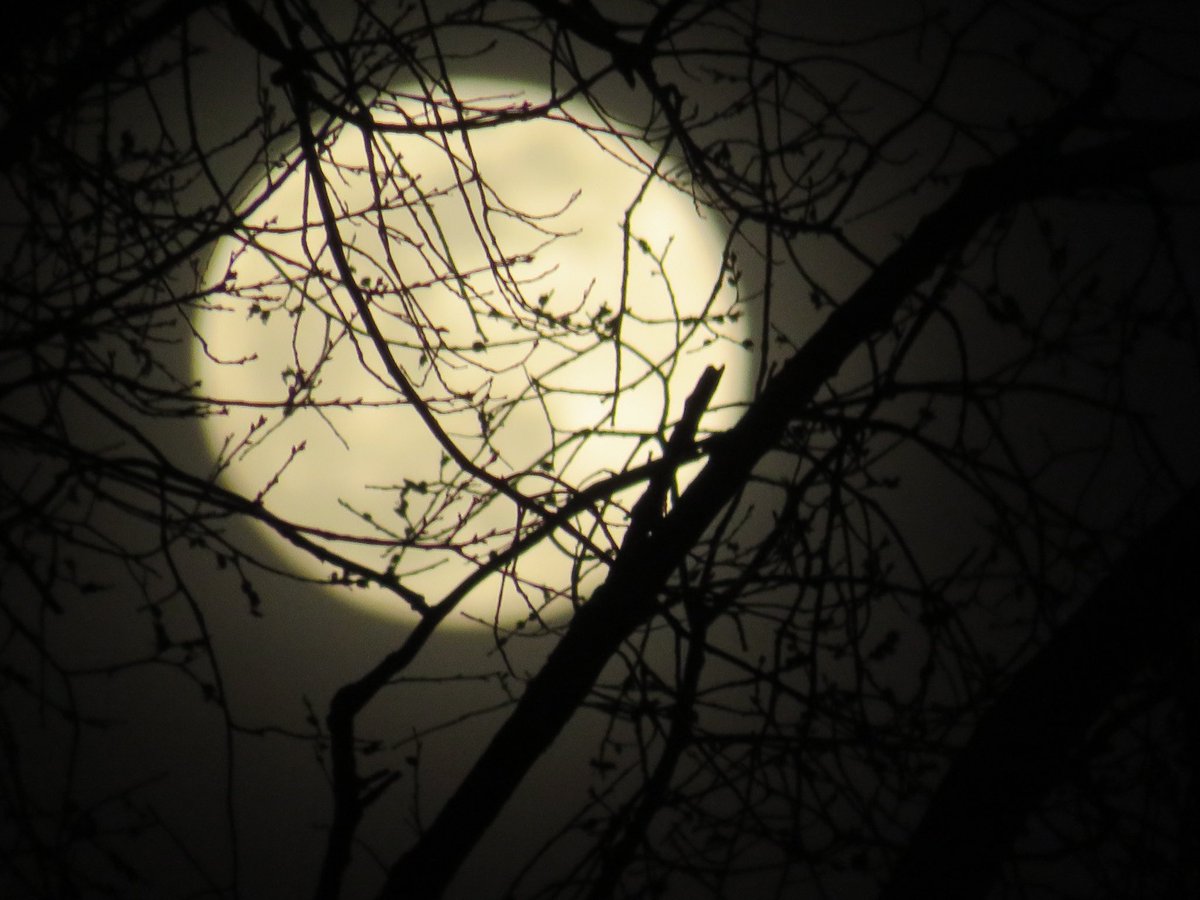 coachpam2's tweet photo. March Full Moon🌙! #fullmoon #wormmoon #sugarmoon #sapmoon #crowmoon #lentenmoon https://t.co/WHmidVlfzb