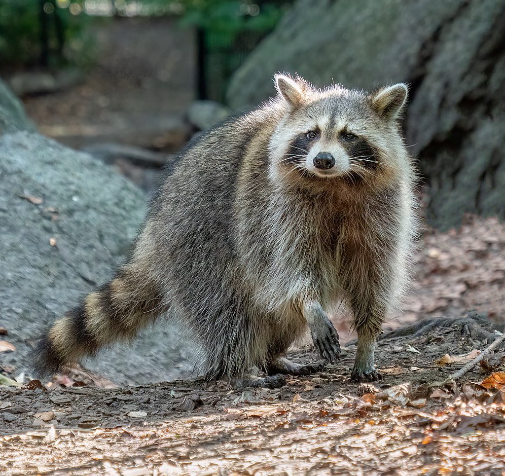 Twitter Raccoon dwynna on Twitter: